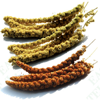 Millet Sprays