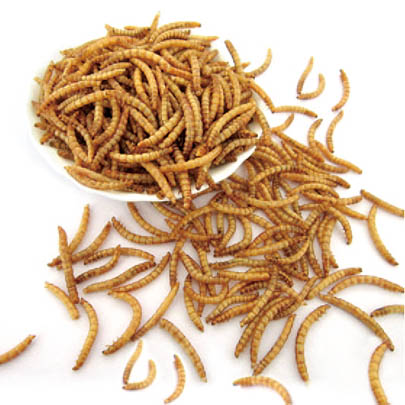 Dried Mealworm