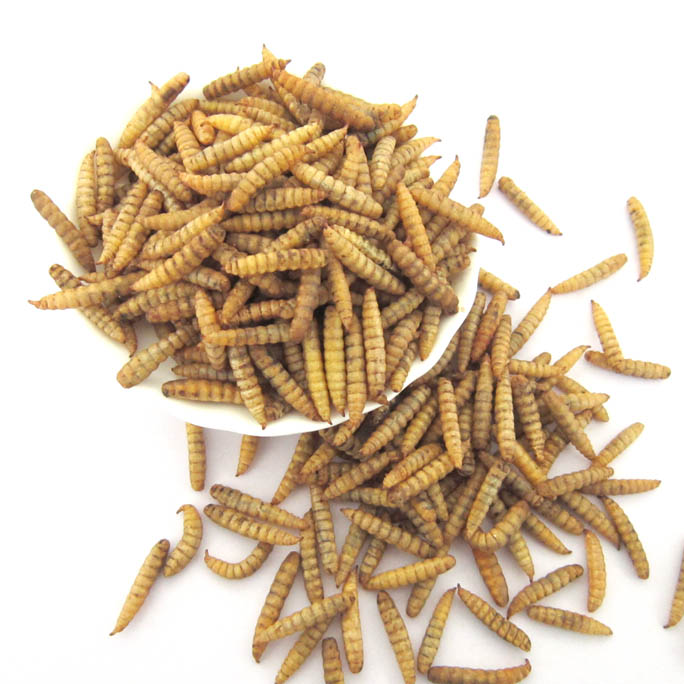 MD Black Soldier Fly Larvae