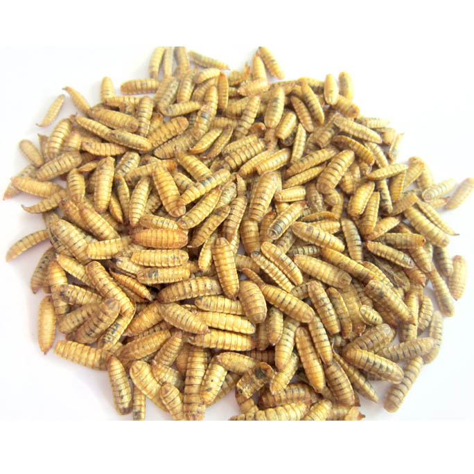 OD Black Soldier Fly Larvae