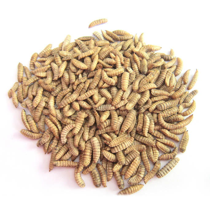 FD Black Soldier Fly Larvae