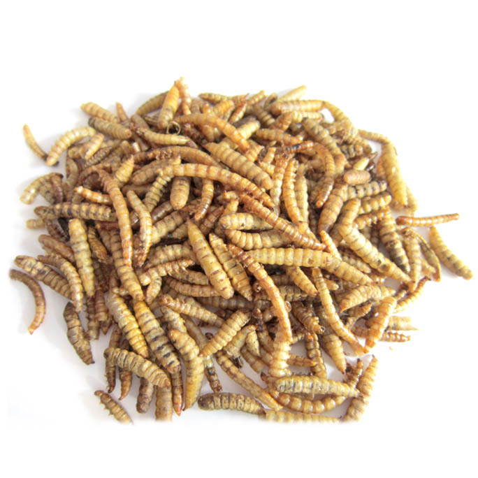 Mealworm & Black Soldier Fly Larvae