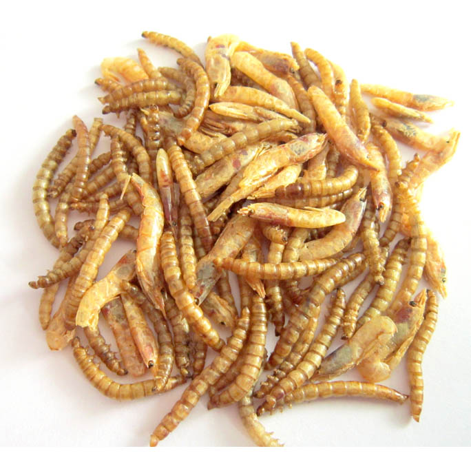 Mealworm & Shrimp