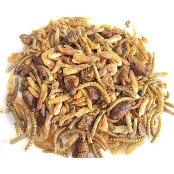 Mealworm & Shrimp & Silkworm