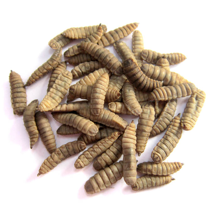 Black Soldier Fly Larvae