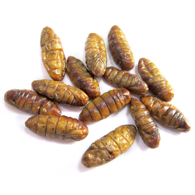 Silkworm