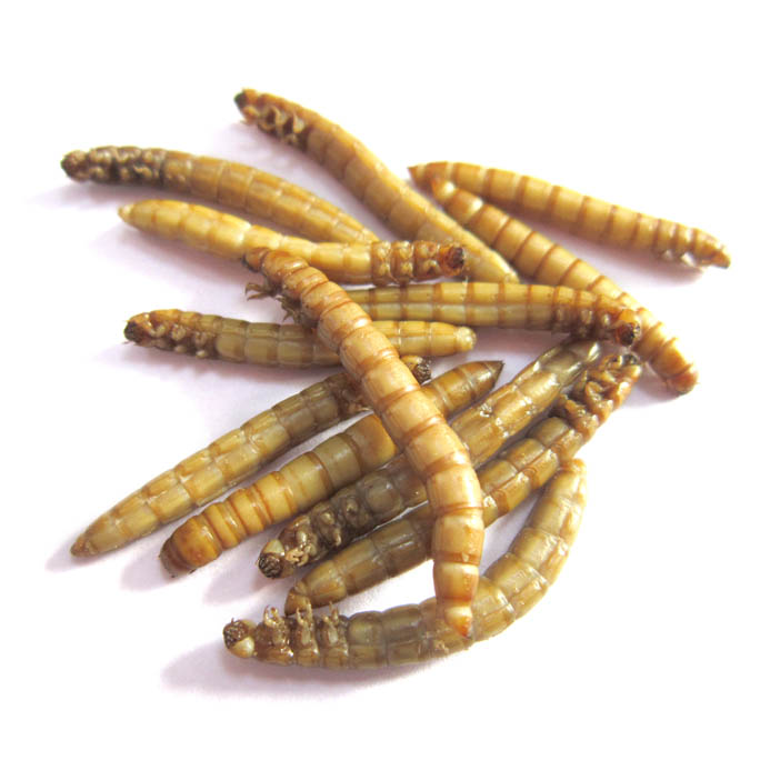 Mealworm