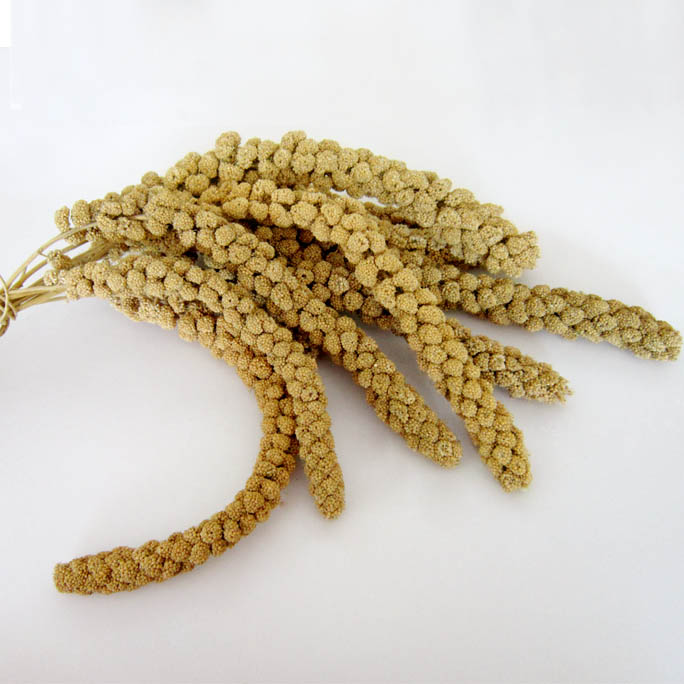 Yellow Millet Sprays