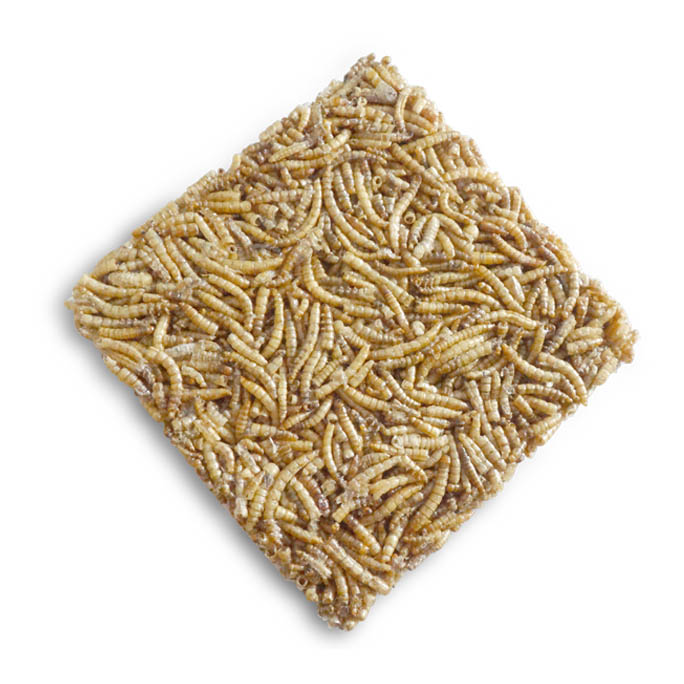 Mealworm Cake
